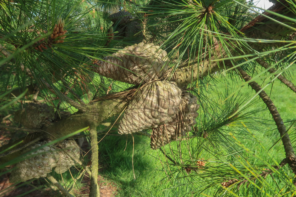 California Pine Trees