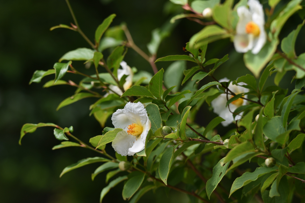 Yellow Flowering Bush Identification Guide