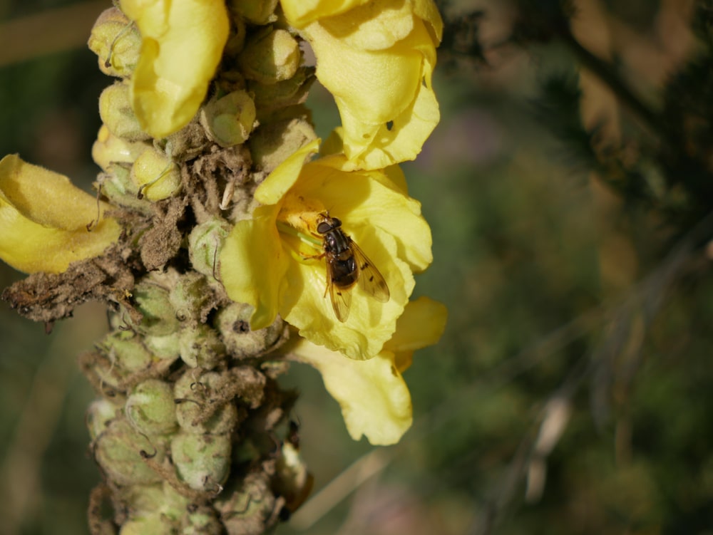 Plants That Look Like Mullein