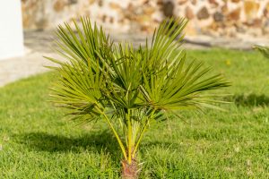 New Orleans Palm Trees