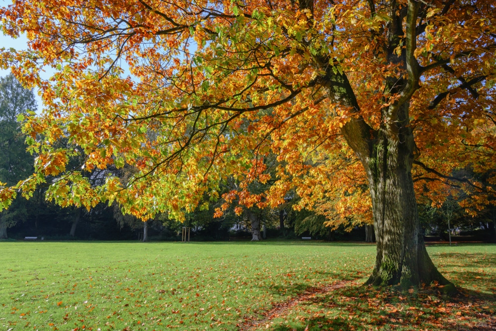 Virginia Oak Trees