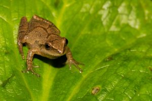 Tree Frogs in Maine