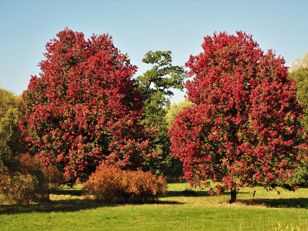 How To Get Rid of Maple Tree Helicopters