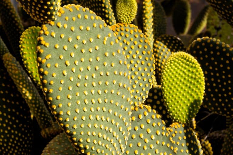 Cactus Shrinking Common Causes and How to Revive Your Plant