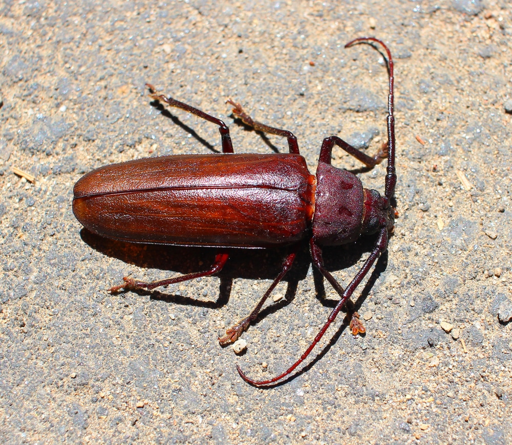 Beetles That Look Like Roaches