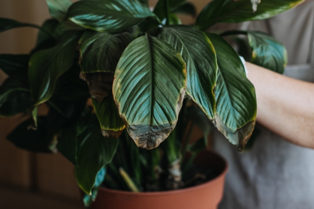 Peace Lily Leaves Turning Black