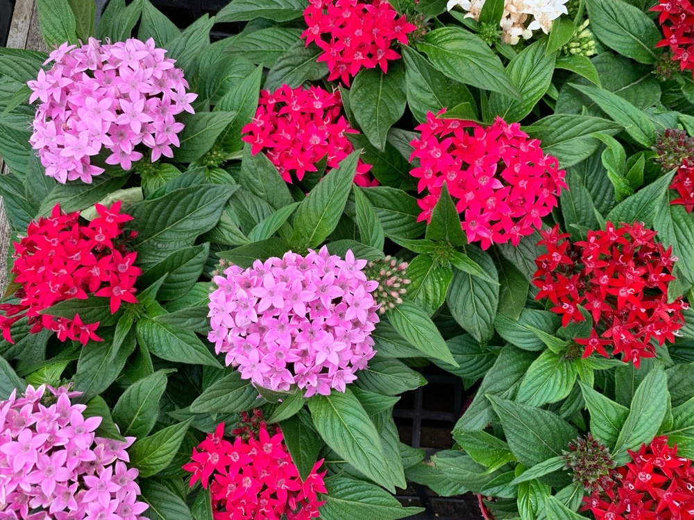 Star Shaped Flowers