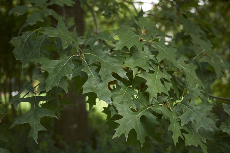 Virginia Oak Trees 14 Common Varieties GFL Outdoors