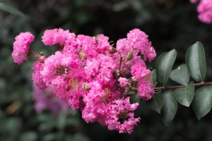 Types of Crepe Myrtles