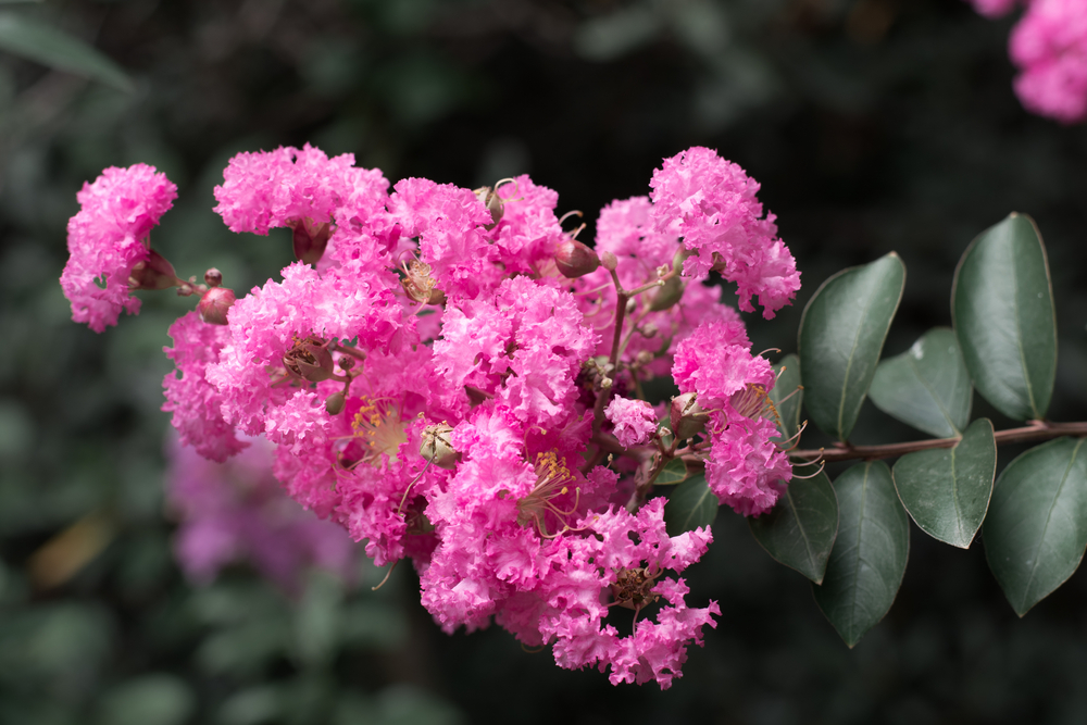 Will Vinegar Kill Crepe Myrtle?