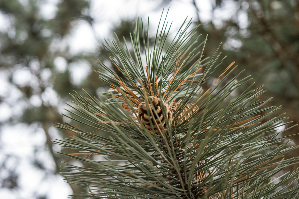 Pine Trees of Pennsylvania