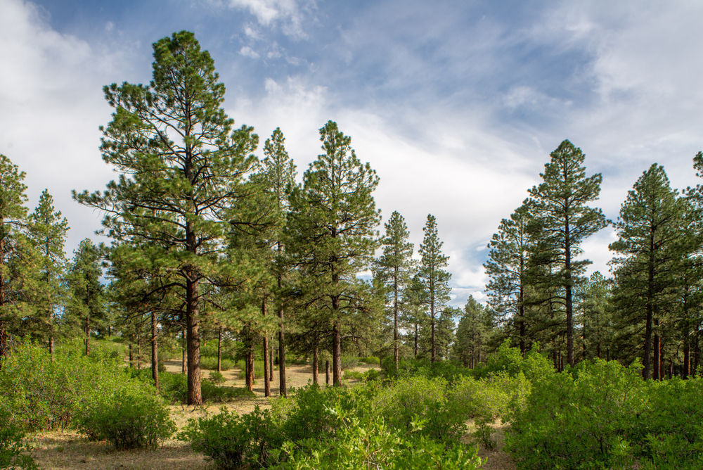 Pine Trees in Texas