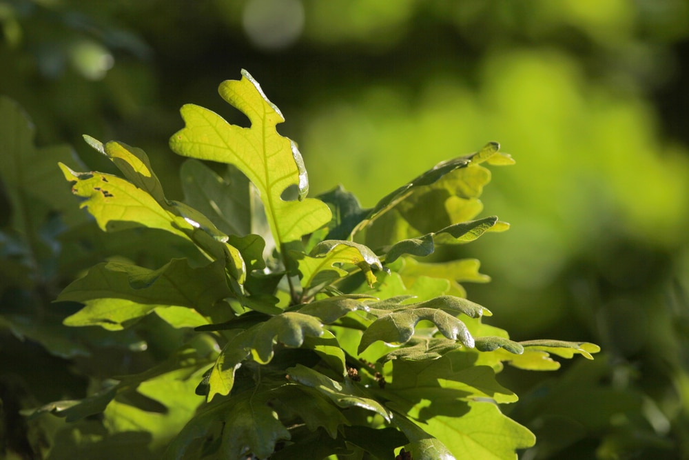 Oak Trees in Oklahoma