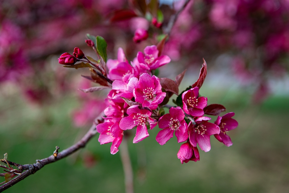 Crabapple Trees Colorado