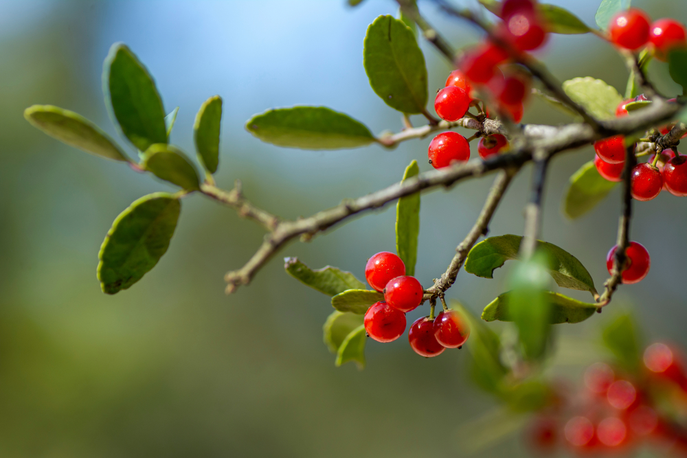 Types of Holly Trees in Texas