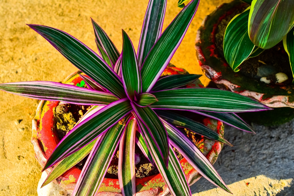 Purple variety of spider plant