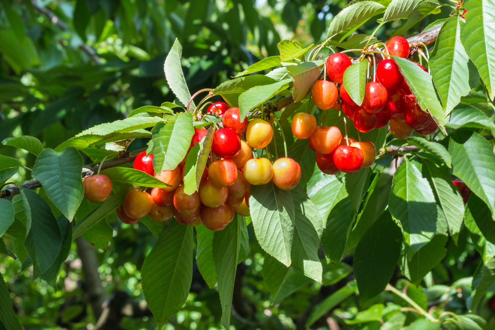 Cherry Trees in Georgia