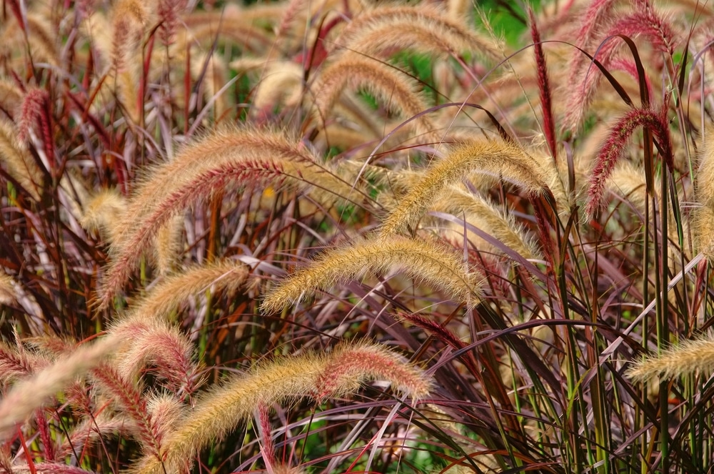 Plants That Look Like Hair