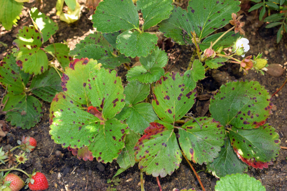 Red Leaves Strawberry