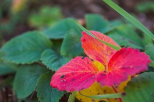 Red Leaves Strawberry