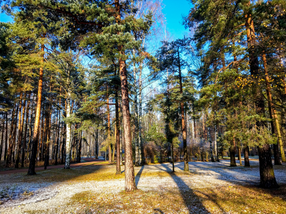 Minnesota Pine Trees