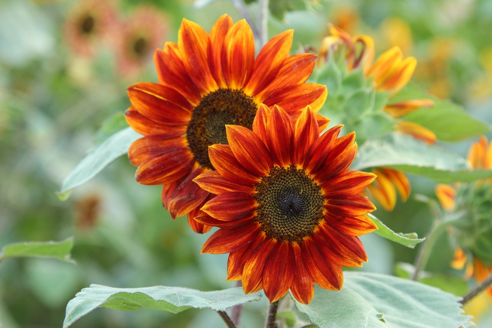 Sunflower With Multiple Heads