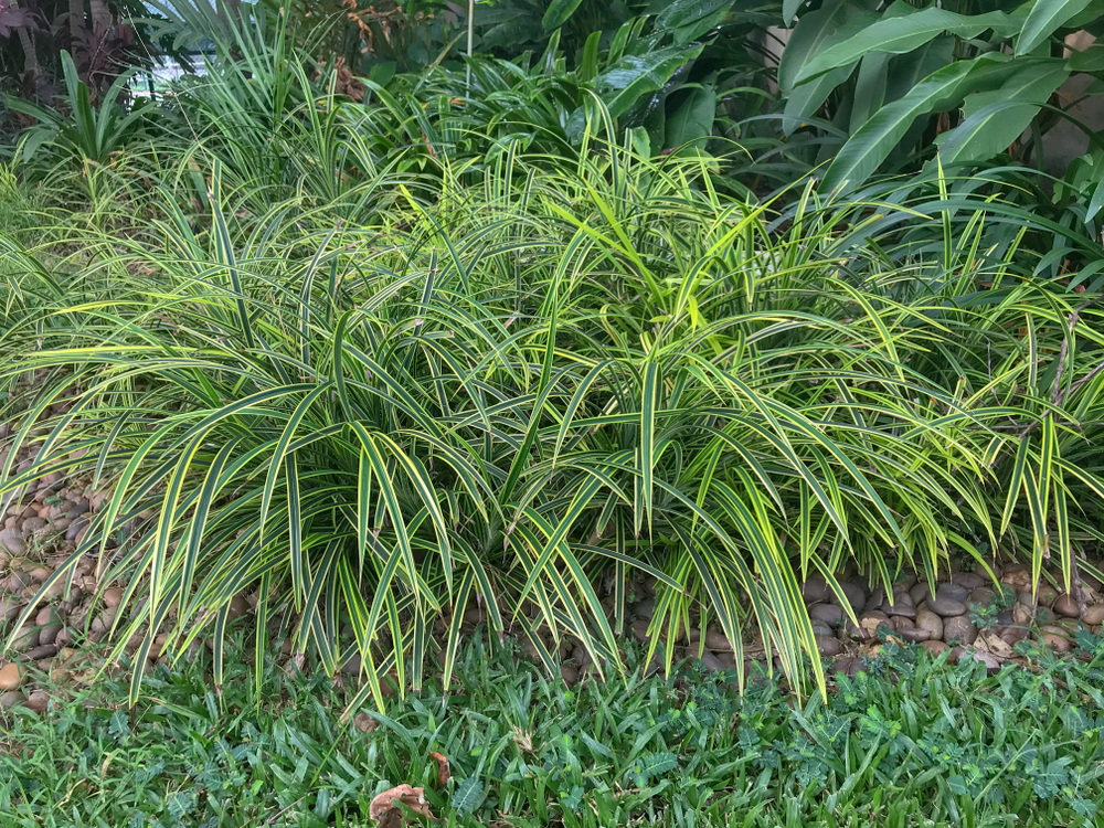 Spider Plant Leaves Bending