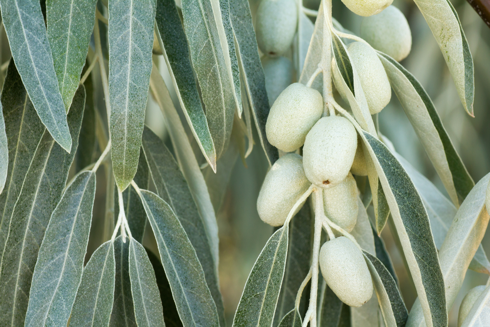 Olive Trees in California 