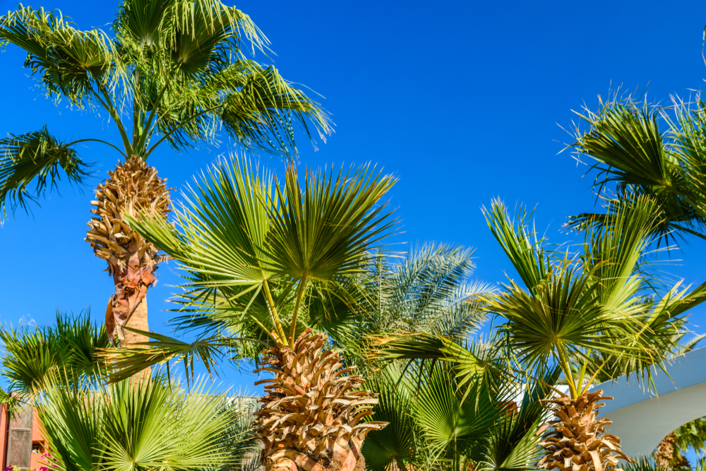 palm tree leaves turning white