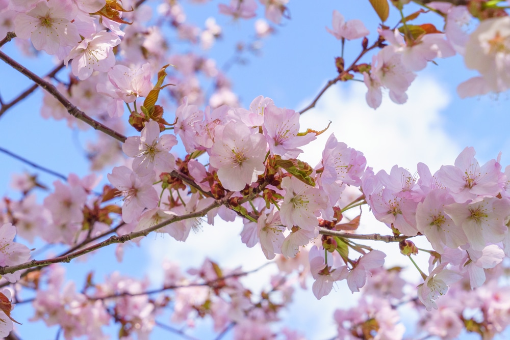 Virginia Cherry Tree 