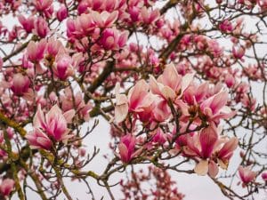 Purple Flowering Trees in Virginia