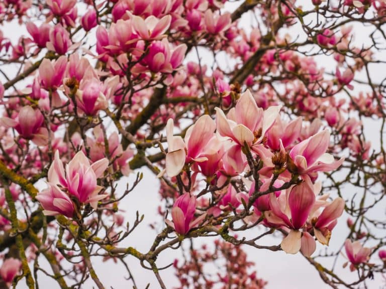 Purple Flowering Trees in Virginia Common Varieties