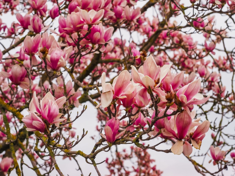 Pink Flower Tree Maryland