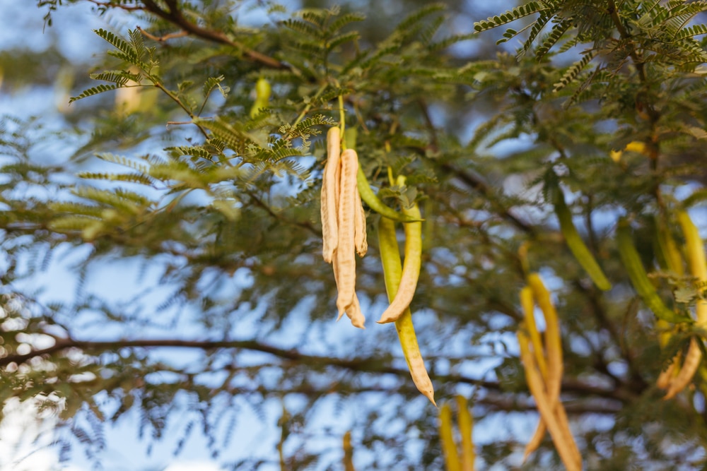 Mesquite Trees Arizona