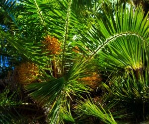 3 Trunk Palm Trees