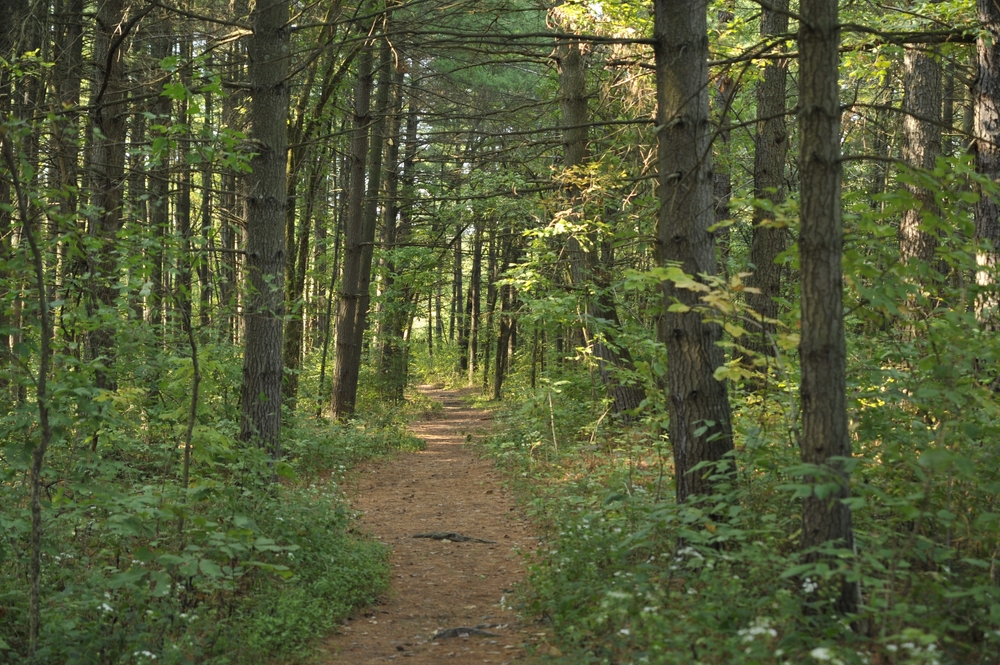 Pine Trees In Ohio