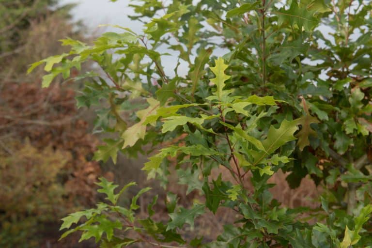 Shumard Oak Pros and Cons GFL Outdoors