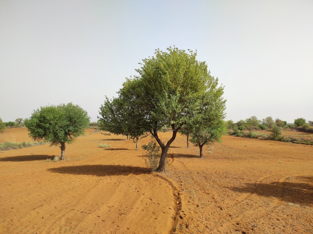 Sissoo Tree Arizona