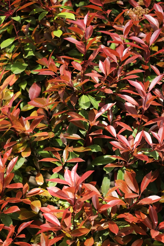 How Far Apart To Plant Skip Laurels A Growers Guide