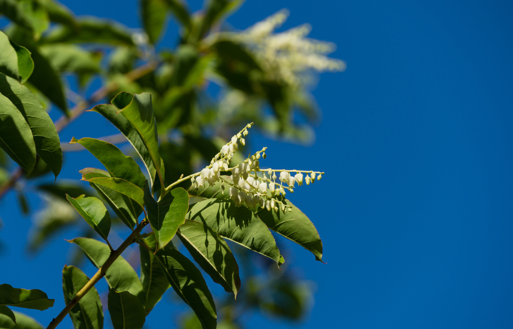 Flowering Trees in Tennessee