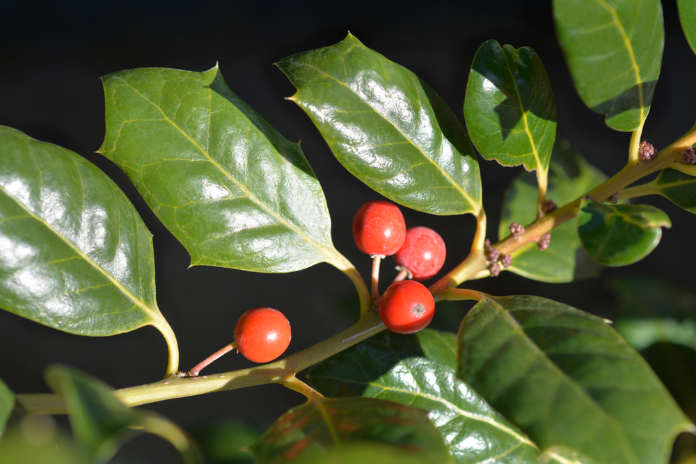 Types of Holly Trees in Texas