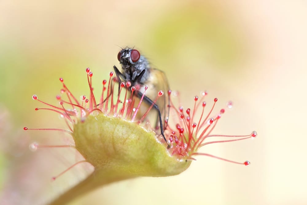 Plants That Eat Gnats