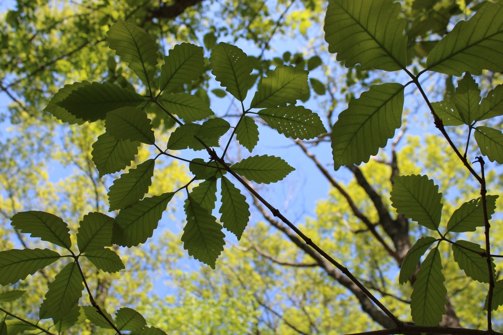 Oak Trees in Ohio