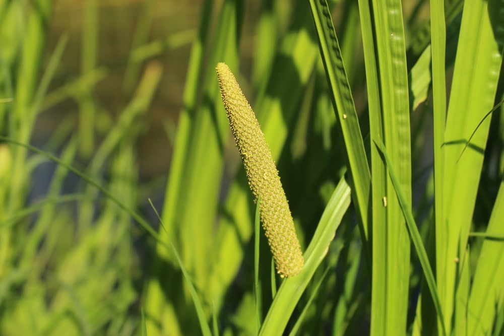 Plants That Look Like Cattails
