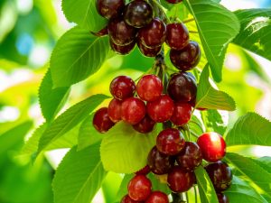 Cherry Trees Wisconsin