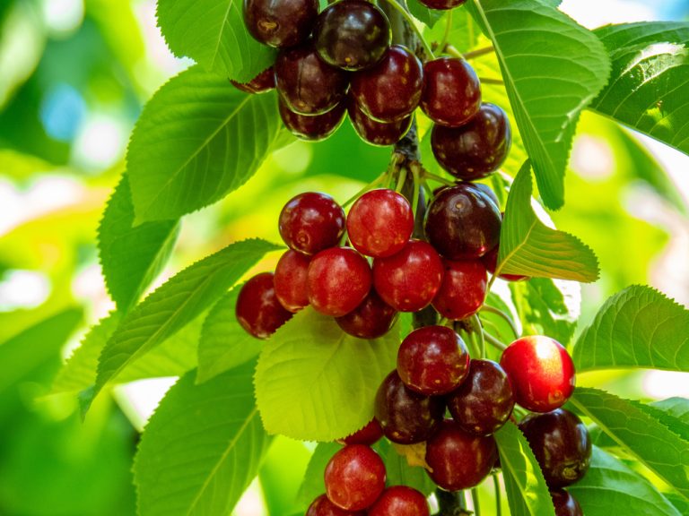 Cherry Trees in 5 Popular Varieties GFL Outdoors