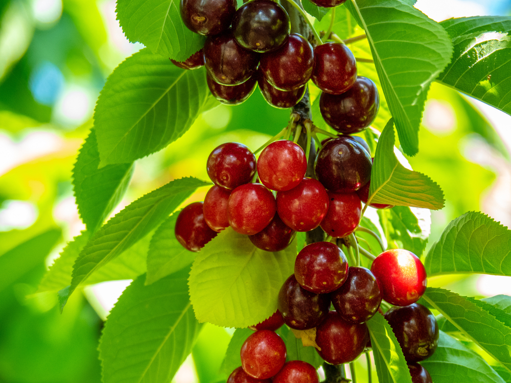 Cherry Trees in Texas