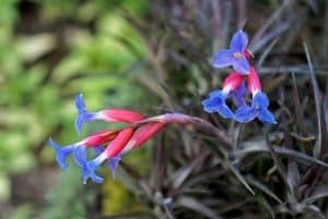 Blooming Air Plants