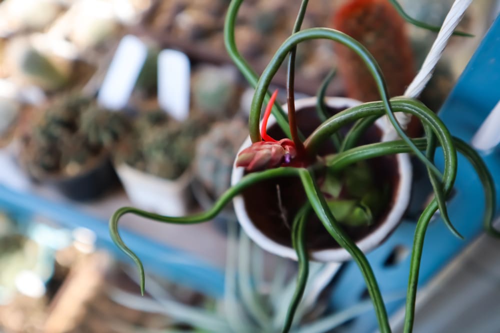 Blooming Air Plants