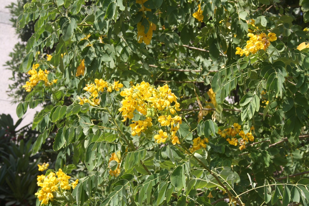 Arizona Shade Trees